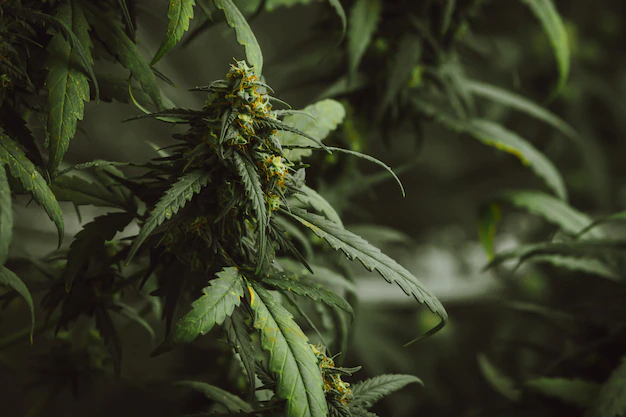 Premium Hemp Flower – Delights of The Cannabis Family
