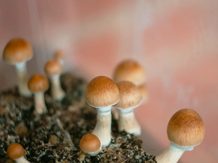 Why Shroom Distillate is the Future of Psychedelic Medicine